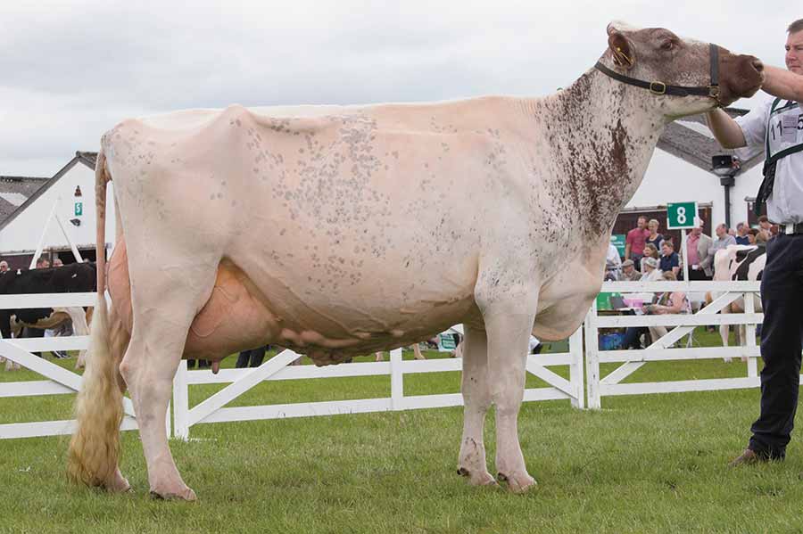 Great Yorkshire Show 2016 Dairy-Shorthorn champion