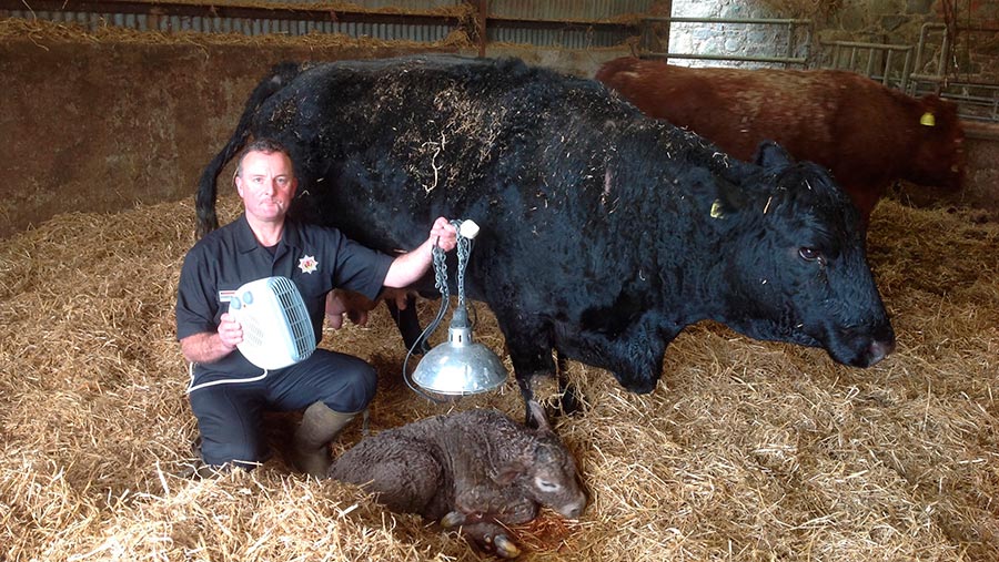 Stewart Macpherson with young calf in barn holding a heat lamp