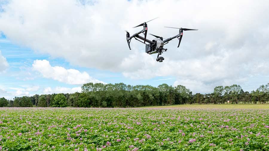 Drone over potatoes