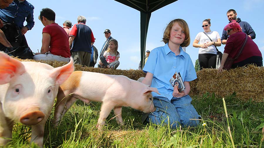 Open Farm Sunday pigs © LEAF Open Farm Sunday