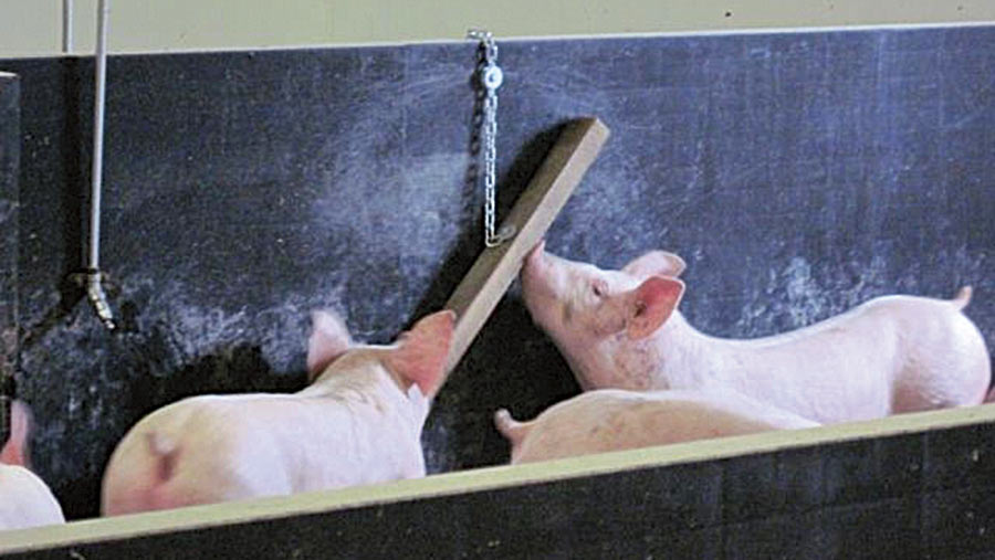 Pigs play with a piece of wood on a rope