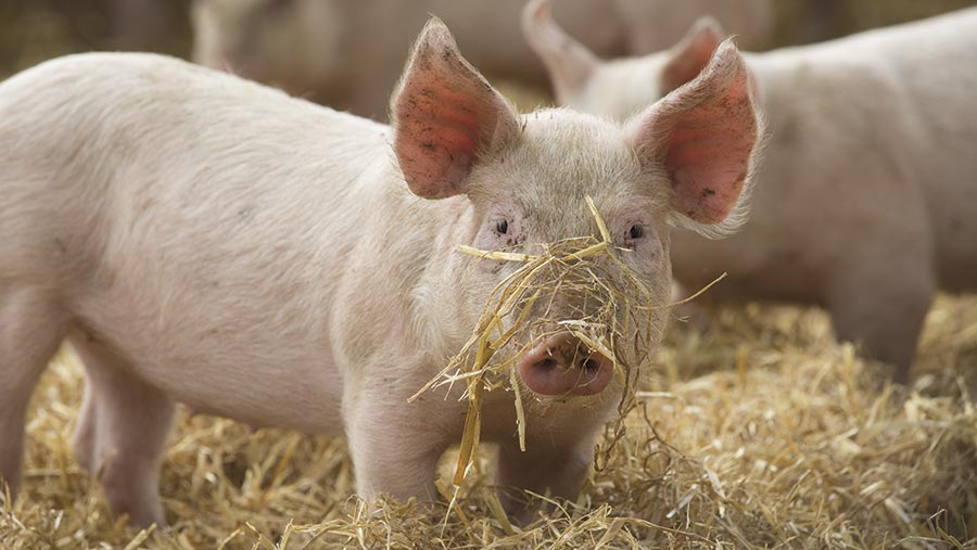 A pig plays in straw