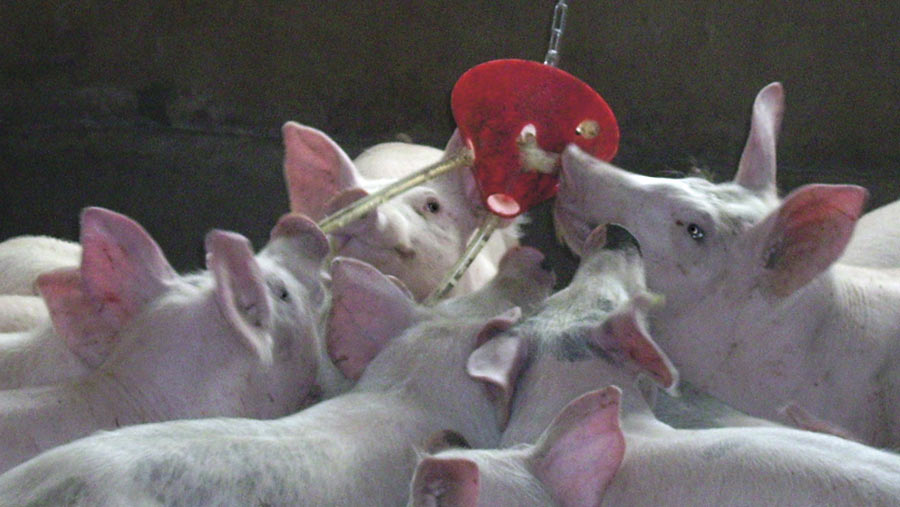 Pigs play with toys