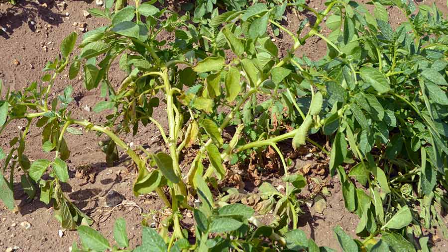 The Maris Peer variety showing damage from potato cyst nematode