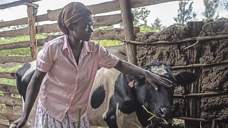 African farmer Ruth Machuma pets a dairy cow