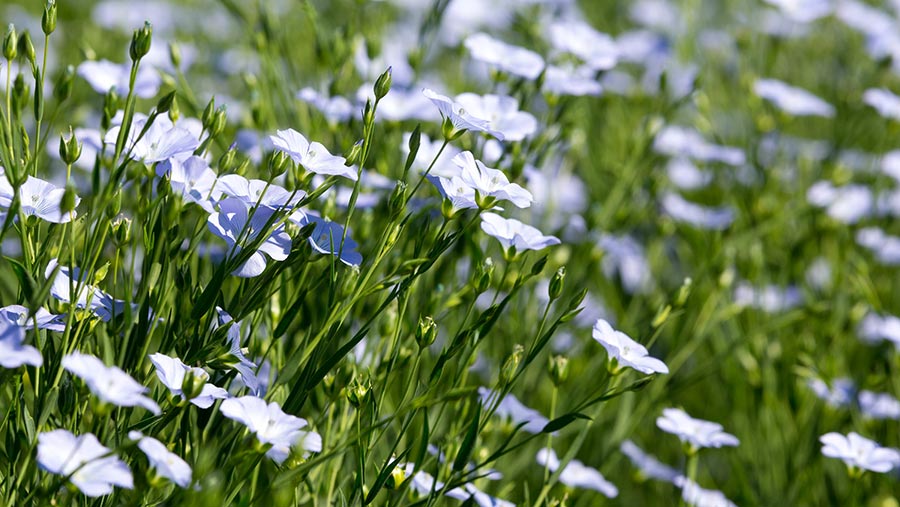 Linseed in flower © Tim Scrivener