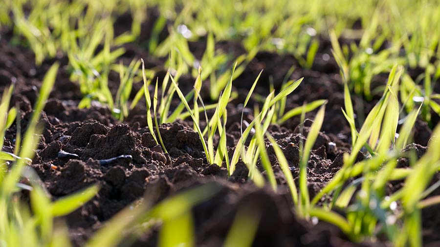 Young spring barley plants © Tim Scrivener