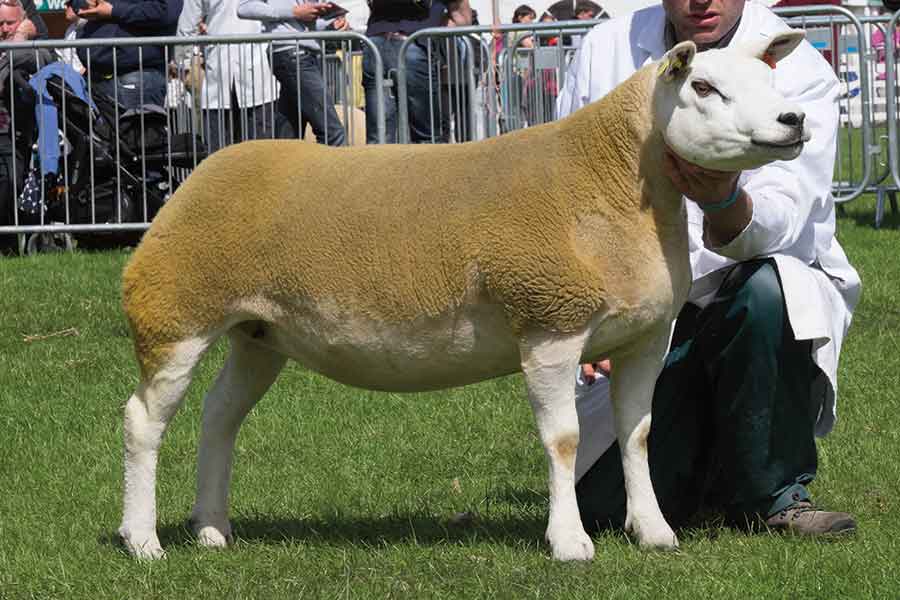 Great Yorkshire Show sheep champion