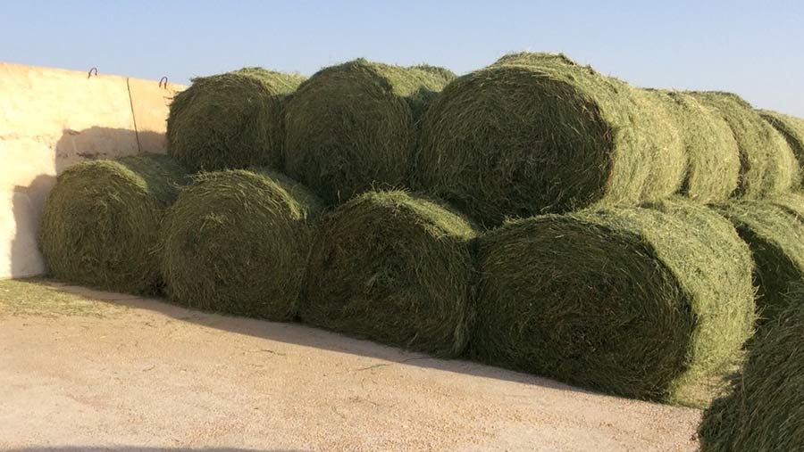 alfalfa grass hay