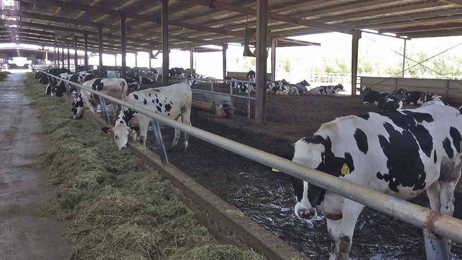 cows in heat controlled sheds