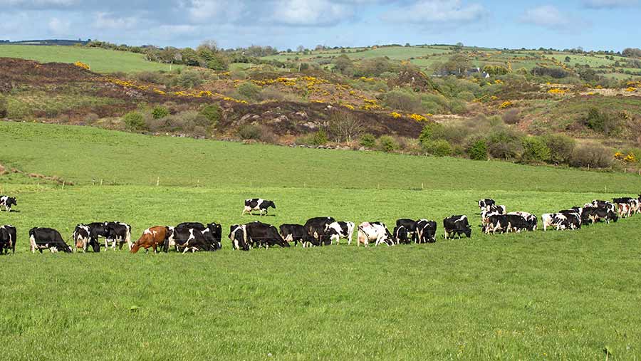 A herd of cows graze in a field of grass