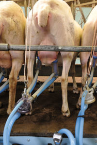 Close up of sheep being milked
