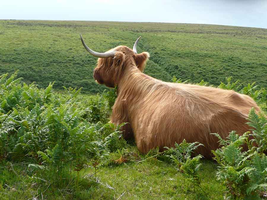 Beef cow in field