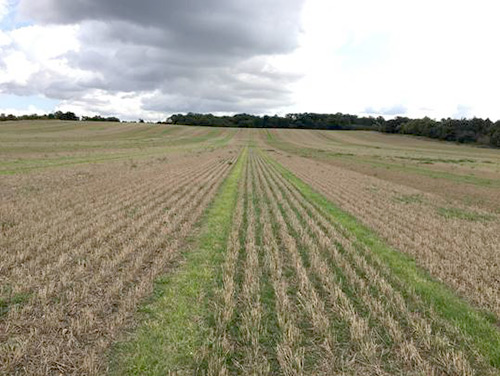 Two distinct rows of growth in tramlines between rows of stubble