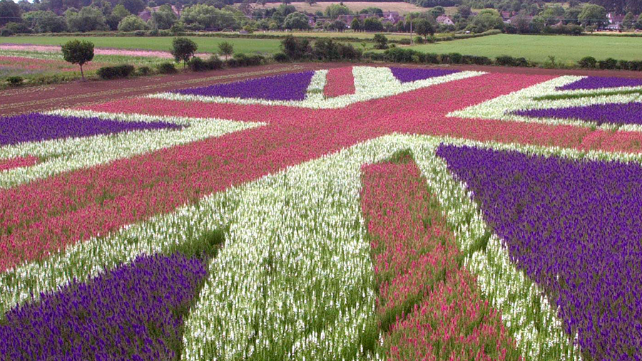 Field coloured like a union flag