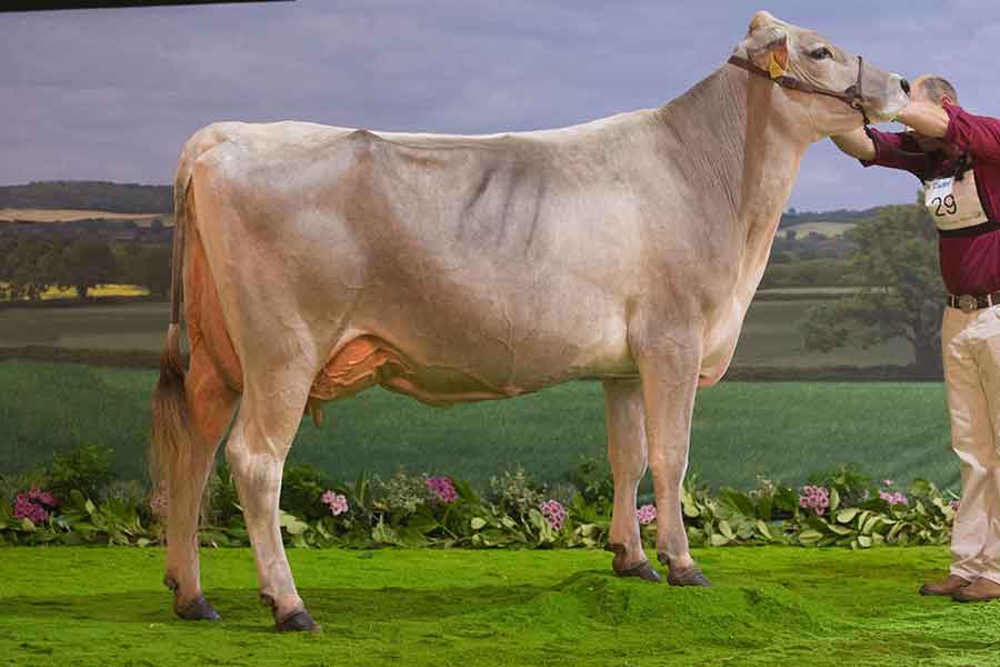 Brown swiss champ