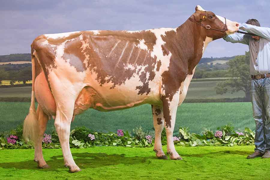 red and white champion