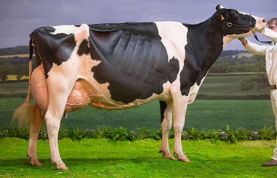 Holstein and overall champion - UK DAIRY DAY