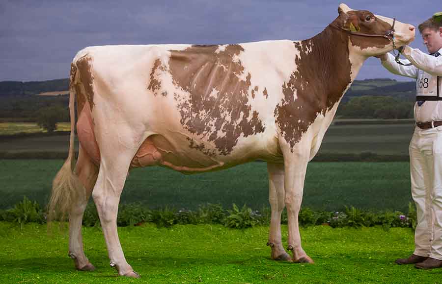 Heifer interbreed reserve champion - UK Dairy Day 2017