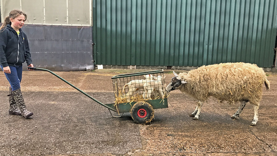 A girl pulls two lambs in a lamb trolley