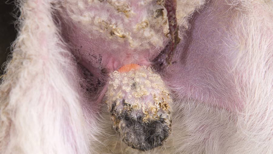 A lamb's testicles with a castration ring