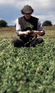 Ben Branson picks peas in a field