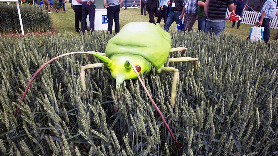 A giant insect in wheat at Cereals © Tim Scrivener