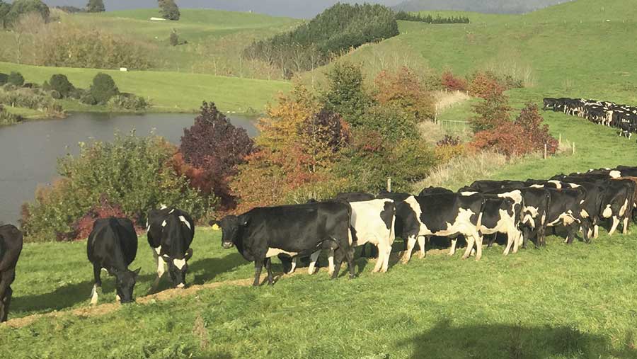 Cows stand in a field where the waterway has been fenced off