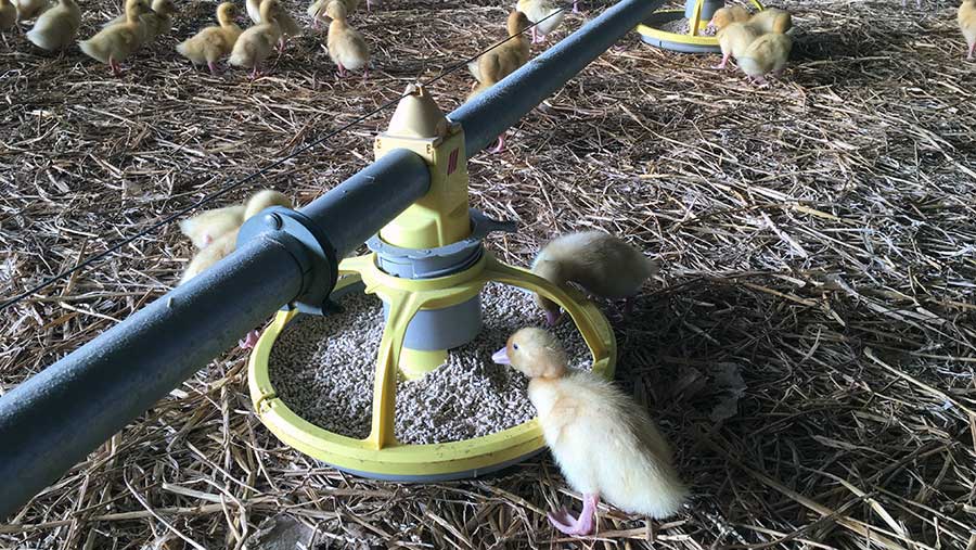 Ducklings at feeder