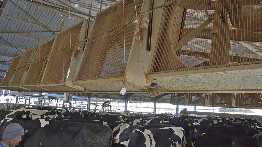 Keeping the cows cool