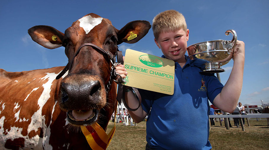 Adam Lindsay stands next to Ayrshire dairy cow Willowfields Winnie 2. Adam holds a "supreme champion" plaque and trophy