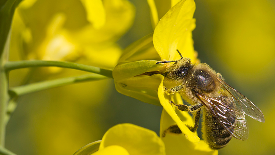 Bee on oilseed rape