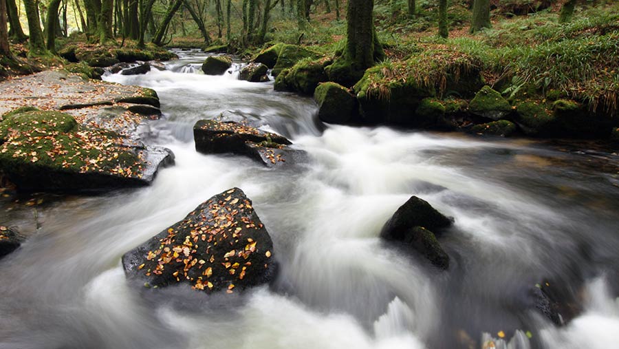 River flowing through forest © Rose Tabberer