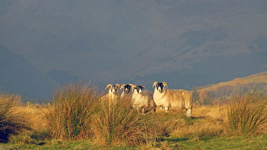 Four sheep © Rose Tabberer