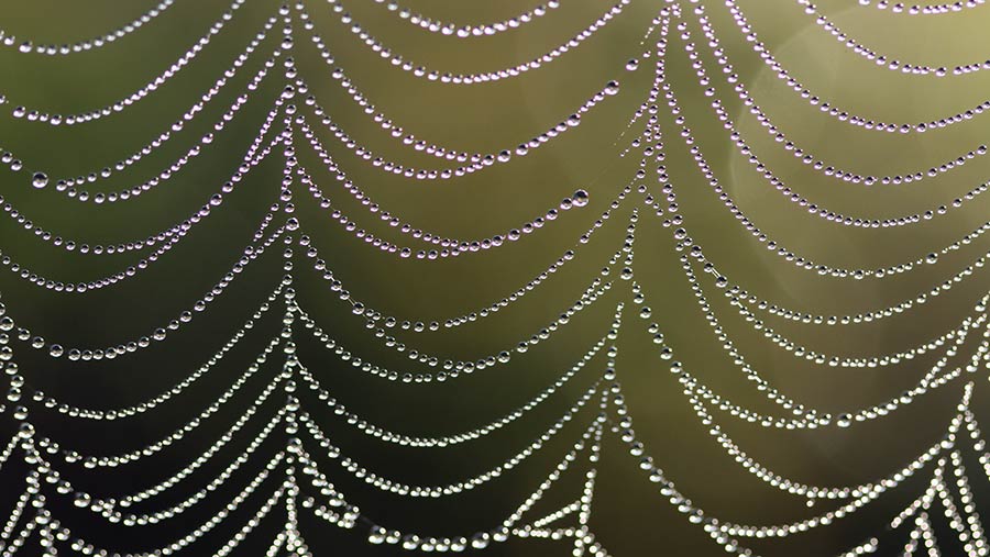 Spider web with dew © Rose Tabberer