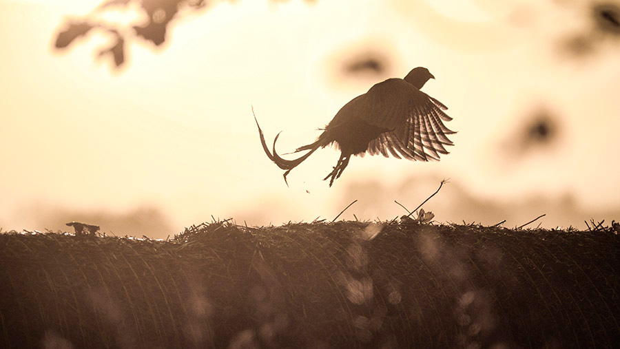 A pheasant taking flight