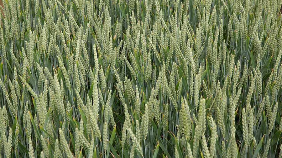 Graham winter wheat