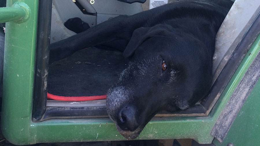 A dog lies on the floor of a tractor cab