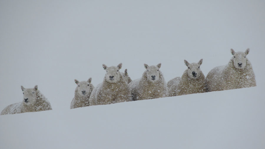 Sheep in the snow