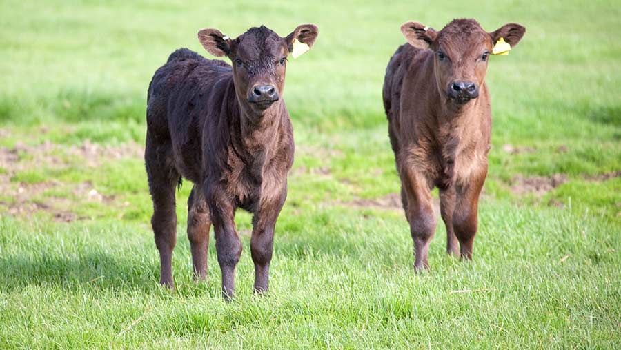 Beef calves. © Tim Scrivener