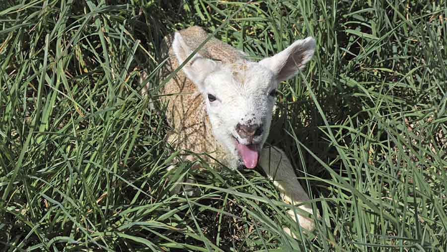 A lamb lies in grass