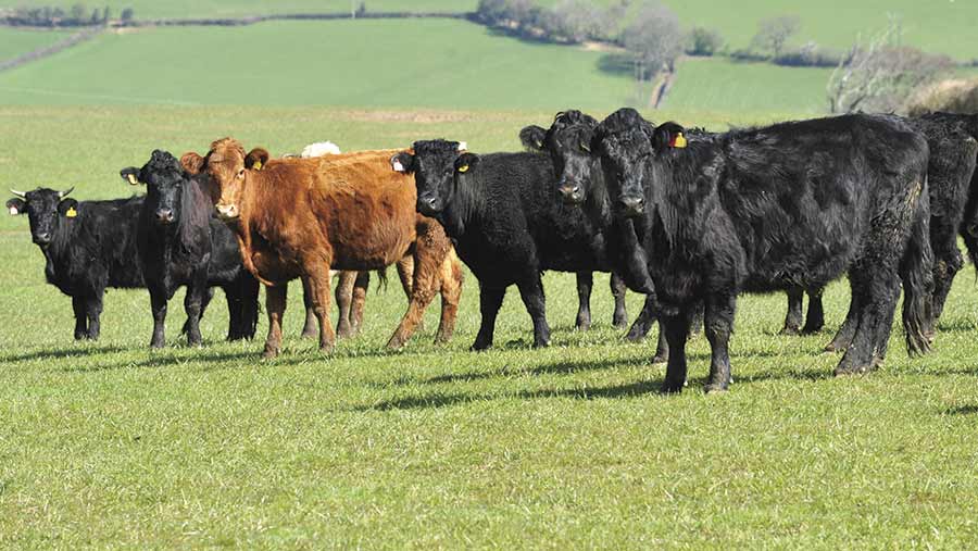 cattle at growing stage