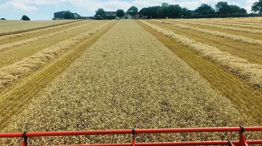 The view from Richard Payne's combine cab while it cuts wheat