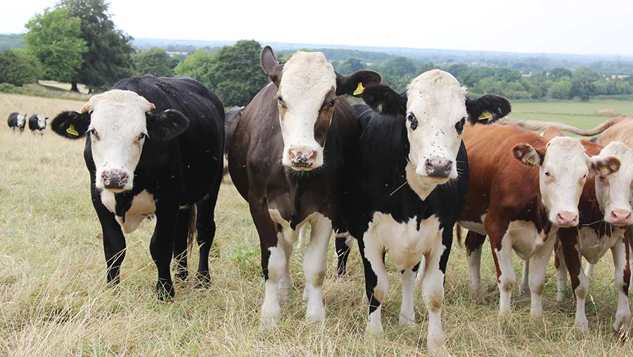Organic dairy cows at Step Farm