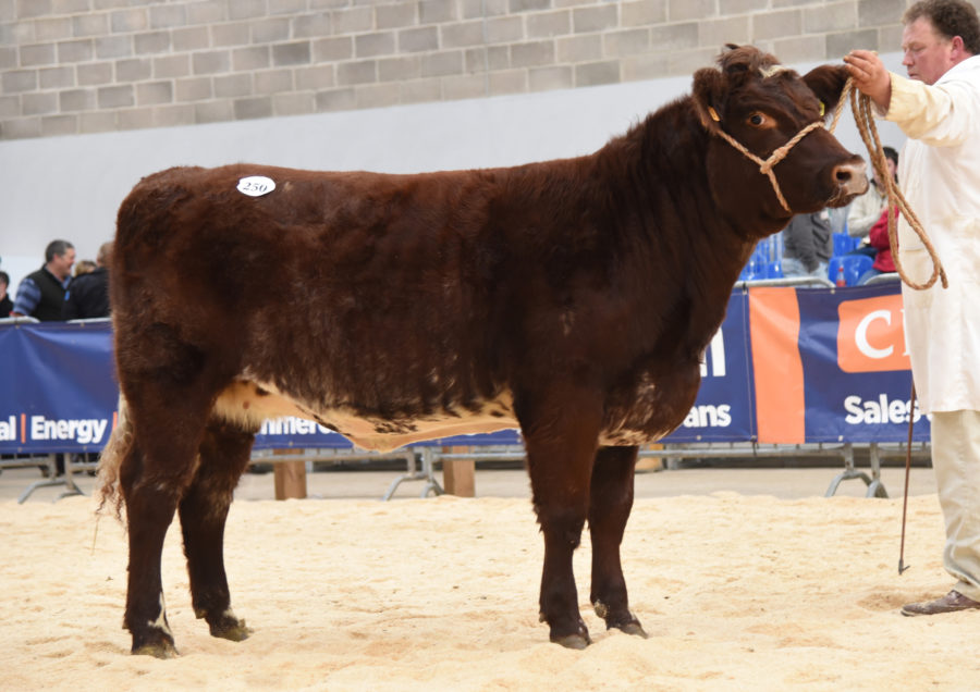 2016 Autumn Stirling Bull Sales Lot 250 Coldrochie Grace Beauty selling for 11,000gns. ©Tim Scrivener Photographer 07850 303986 ....Covering Agriculture In The UK....