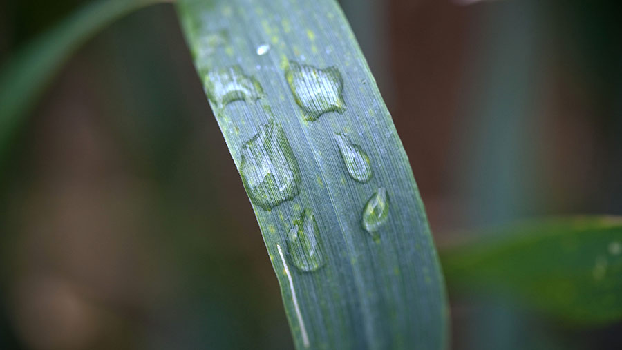 Rain drops on Winter Wheat leaves