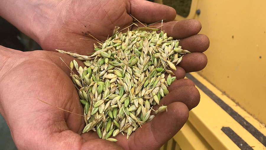 Hand holding barley grains