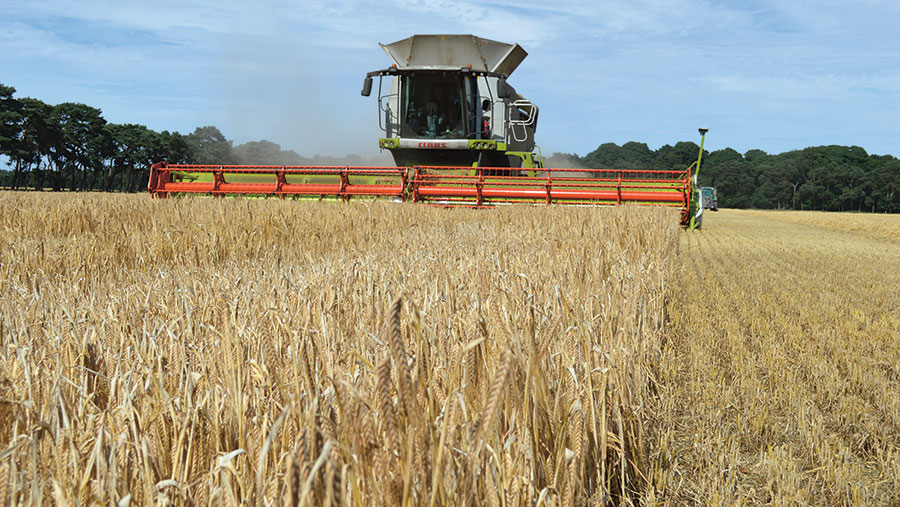 A combine harvests winter barley