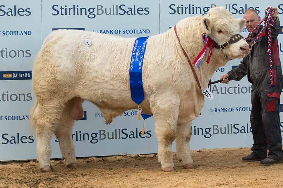 Charolais bull