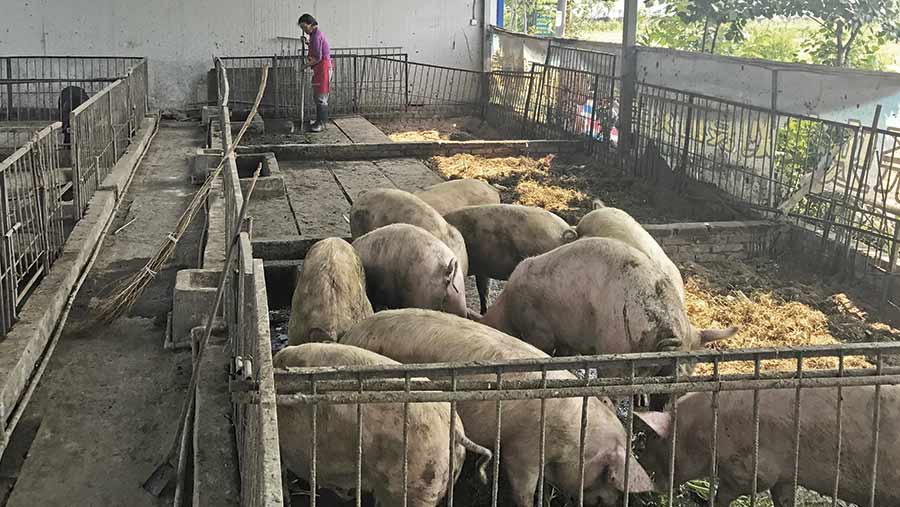 Many Chinese pig farms are still very small